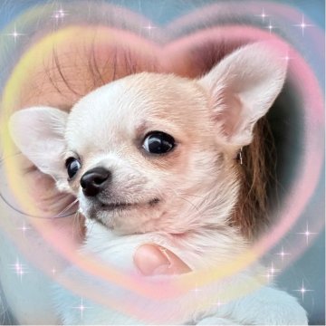 チワワ(スムース)【千葉県・男の子・2025年10月10日・フォーン、セーブル、ホワイト】の写真「👑王子様のように美しいスムースチワワくんです👑」