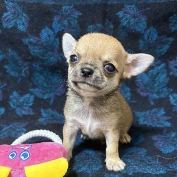 チワワ(スムース)【千葉県・男の子・2025年5月19日・レッド、セーブル】の写真「小ぶりで可愛い🩷チャボくん」