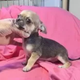チワワ(スムース)