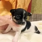 チワワ(スムース)