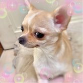 チワワ(スムース)