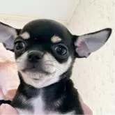 チワワ(スムース)