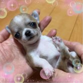 チワワ(スムース)