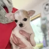 チワワ(スムース)