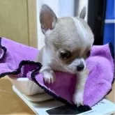 チワワ(スムース)