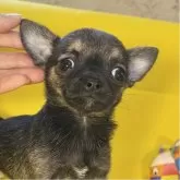 チワワ(スムース)