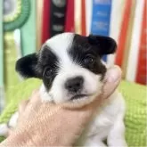 パピヨン