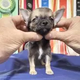 チワワ(スムース)