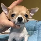 チワワ(スムース)