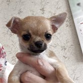チワワ(スムース)