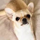 チワワ(スムース)