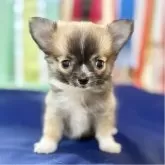 チワワ(ロング)【千葉県・男の子・2025年8月17日・フォーン、セーブル&ホワイト】の写真1