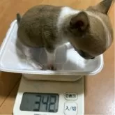 チワワ(スムース)【千葉県・女の子・2025年8月7日・フォーン、セーブル&ホワイト】の写真3