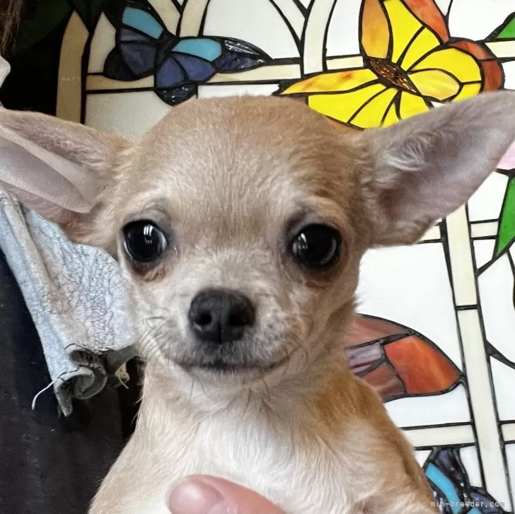 ID:2312-05108の子犬