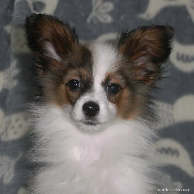 ID：1601-00405の子犬