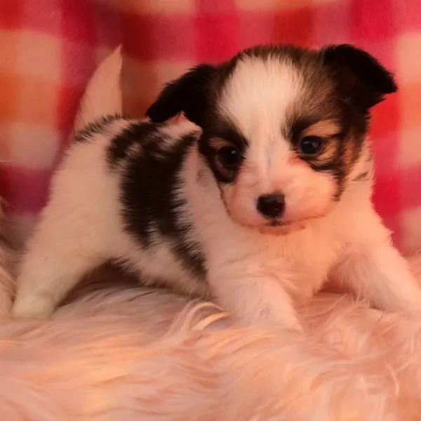 ID:1411-00649の子犬