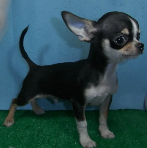 ID：1407-00282の子犬