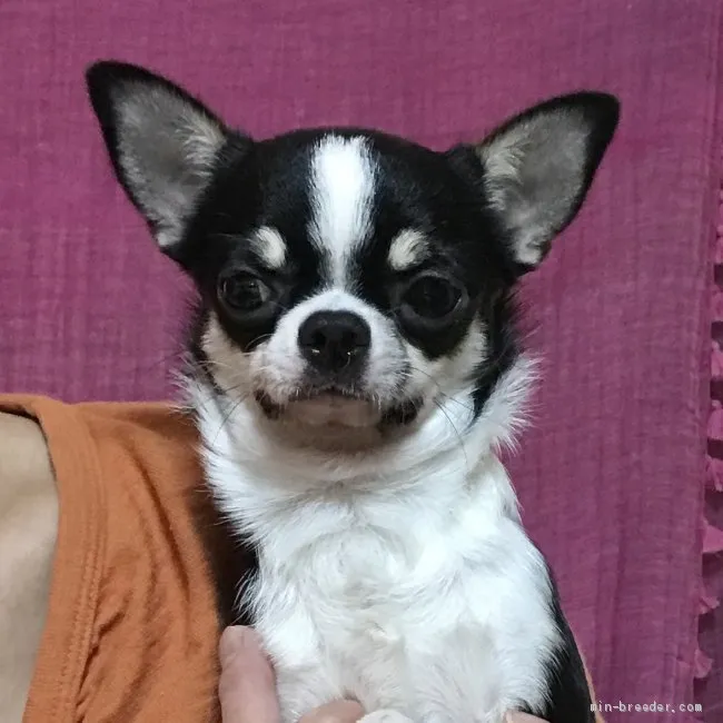 ID：1904-01397の子犬