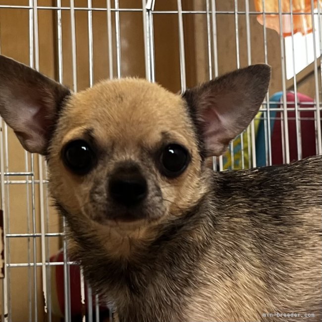 チワワ(スムース)【・女の子・2021年9月22日・フォーン】