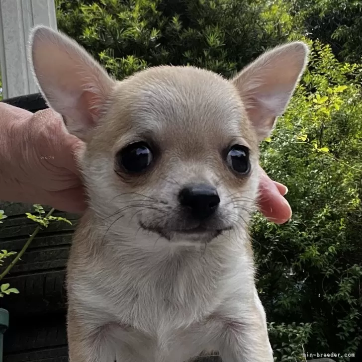 ID：2406-01357の子犬