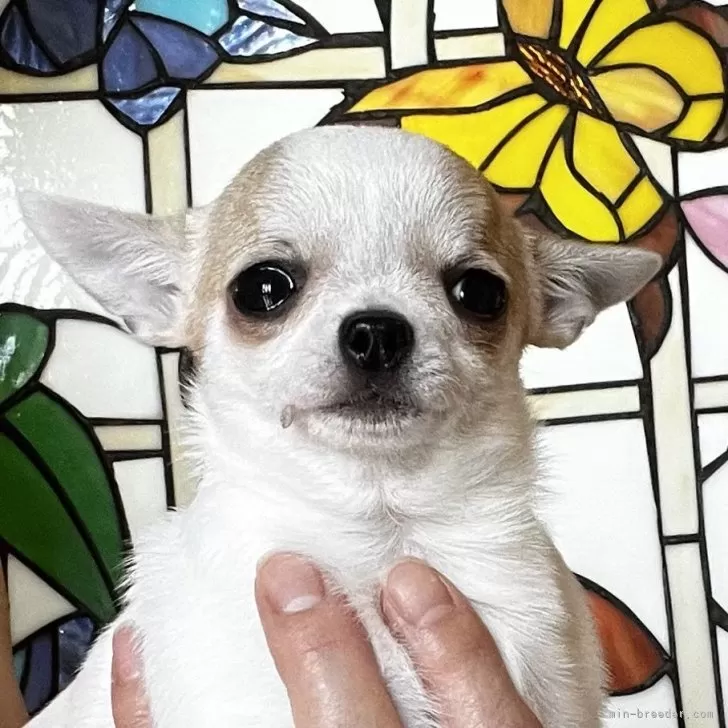 ID：2405-01297の子犬