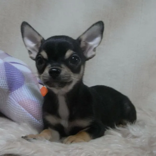 ID:1407-00280の子犬