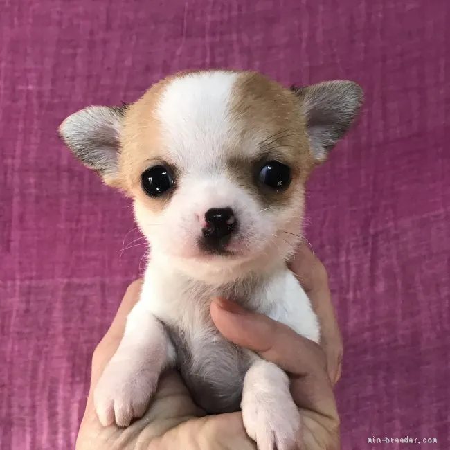 ID：2001-00411の子犬