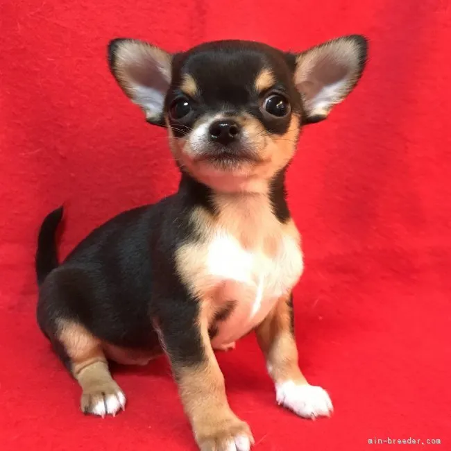 ID:1801-00426の子犬