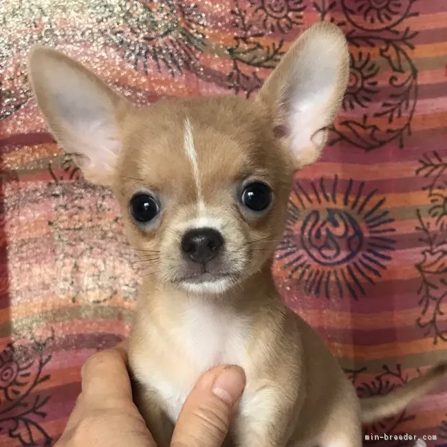 ID:1807-00868の子犬