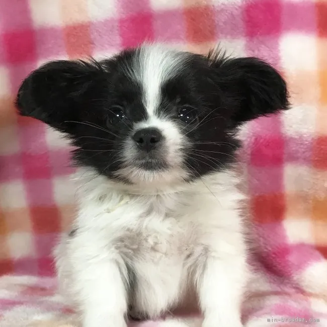 ID:1704-00809の子犬