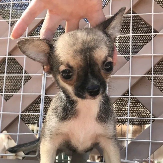 ID:2108-00080の子犬
