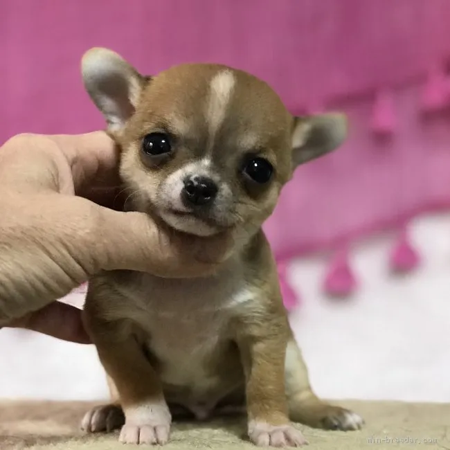 ID:1910-02882の子犬