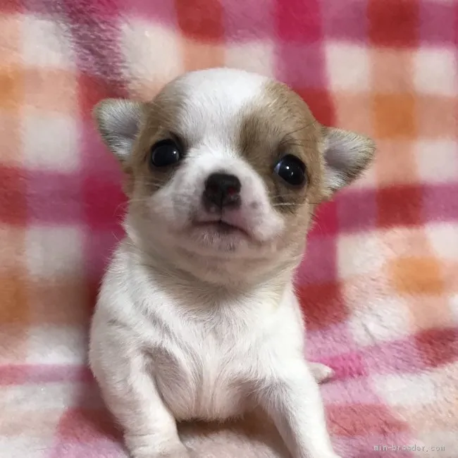 ID:1905-01823の子犬
