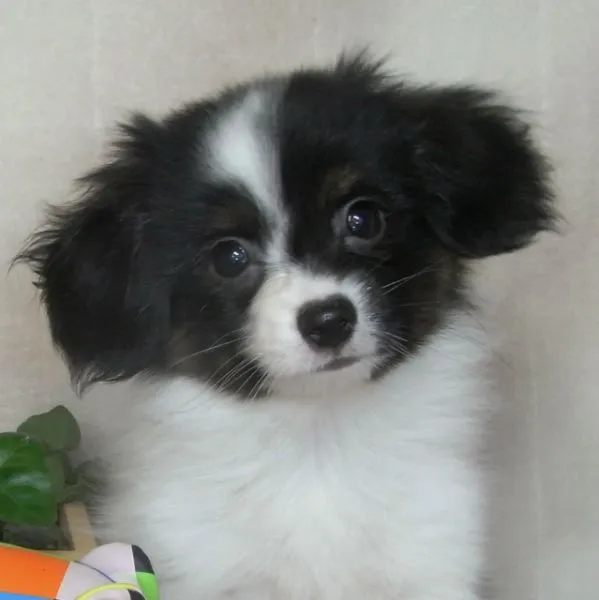 ID：1409-00364の子犬