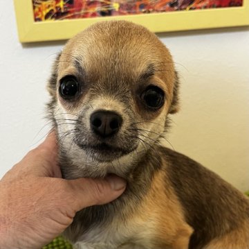 チワワ(スムース)【千葉県・女の子・2023年9月10日・ブルー&フォーン】の写真「小ぶりです❤️超甘えん坊」