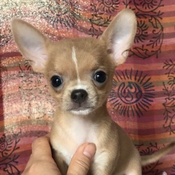 チワワ(スムース)【千葉県・男の子・2018年6月12日・フォーン】の写真「心優しい子犬ちゃん」
