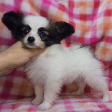パピヨン【千葉県・男の子・2015年11月10日・ホワイト&セーブル】の写真「模様の綺麗なイケメン君：両親チャンピオン！」