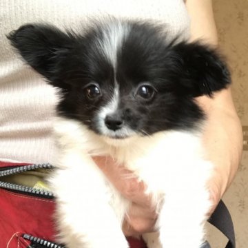 パピヨン【千葉県・女の子・2019年2月21日・ホワイト&ブラック】の写真「小ぶりな可愛いお姫様」
