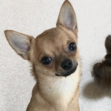 チワワ(スムース)【千葉県・男の子・2021年2月27日・レッド】の写真「スタイルの良い健全な子、トイレ&散歩の躾済み」