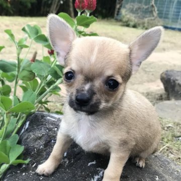 チワワ(スムース)【千葉県・男の子・2021年2月24日・フォーン】の写真「小さなスムース兄弟⭐︎三男くん」