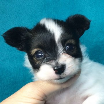 パピヨン【千葉県・男の子・2016年8月28日・ホワイト&ブラウン】の写真「美人ママそっくり！小ぶりな男の子」