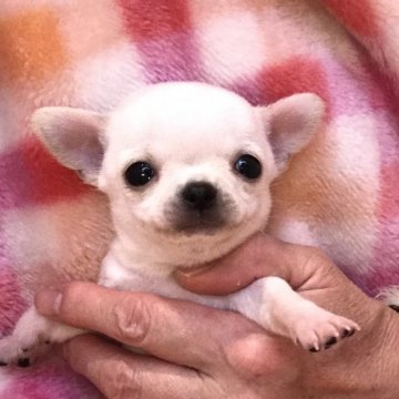 チワワ(スムース)【千葉県・男の子・2019年12月5日・ホワイト&クリーム】の写真「マシュマロ坊や⭐︎動画更新しました」