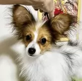 パピヨン【千葉県・女の子・2023年12月18日・ホワイト&レッド】の写真1