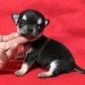 チワワ(スムース)【千葉県・男の子・2017年12月19日・ブラック&タン】の写真2