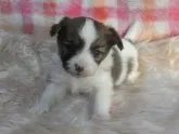 パピヨン【千葉県・男の子・2013年12月22日・白茶(ホワイト&レッド)】の写真2