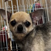 チワワ(スムース)【・女の子・2021年9月22日・フォーン】