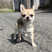 チワワ(スムース)【・男の子・2022年12月5日・セーブル】