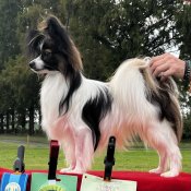 パピヨン【・男の子・2023年8月4日・ホワイト&セーブル】