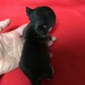 チワワ(スムース)【千葉県・男の子・2017年12月19日・ブラック&タン】の写真4