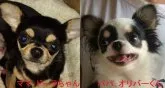 チワワ(スムース)【千葉県・男の子・2015年12月10日・ブラック&タン&ホワイト】の写真5